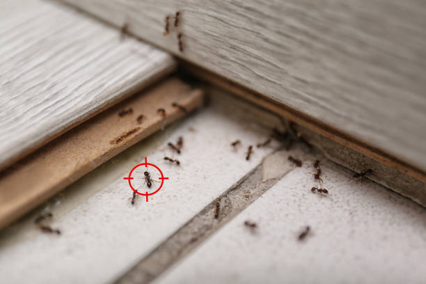 Best Bed Bug Extermination  in Atchison, KS