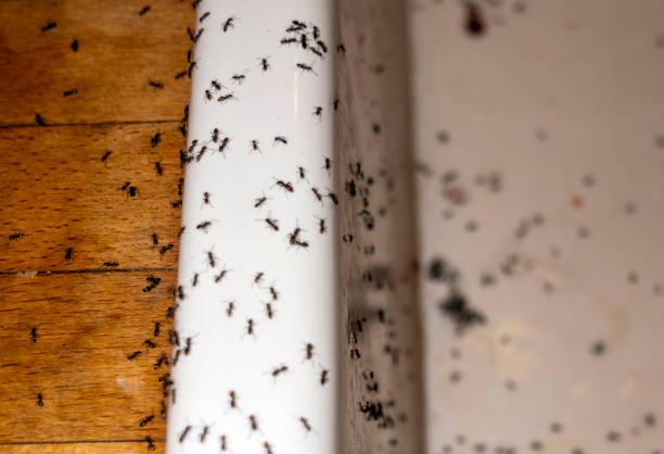 Best Exterminator Services  in Atchison, KS