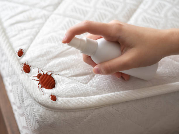 Reliable Atchison, KS Pest Control Solutions