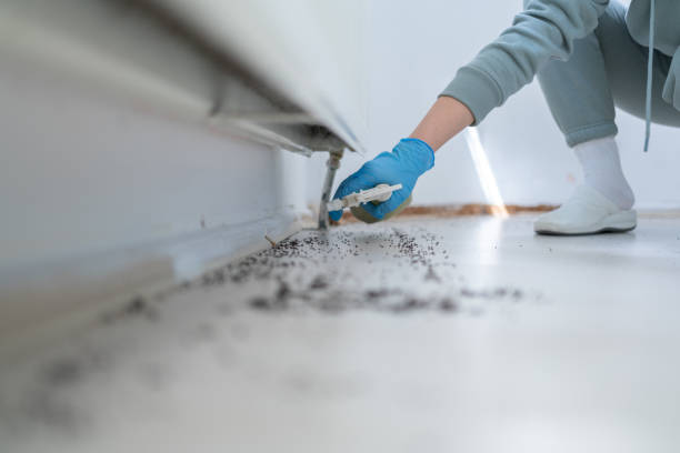 Wasp Removal Services in Atchison, KS